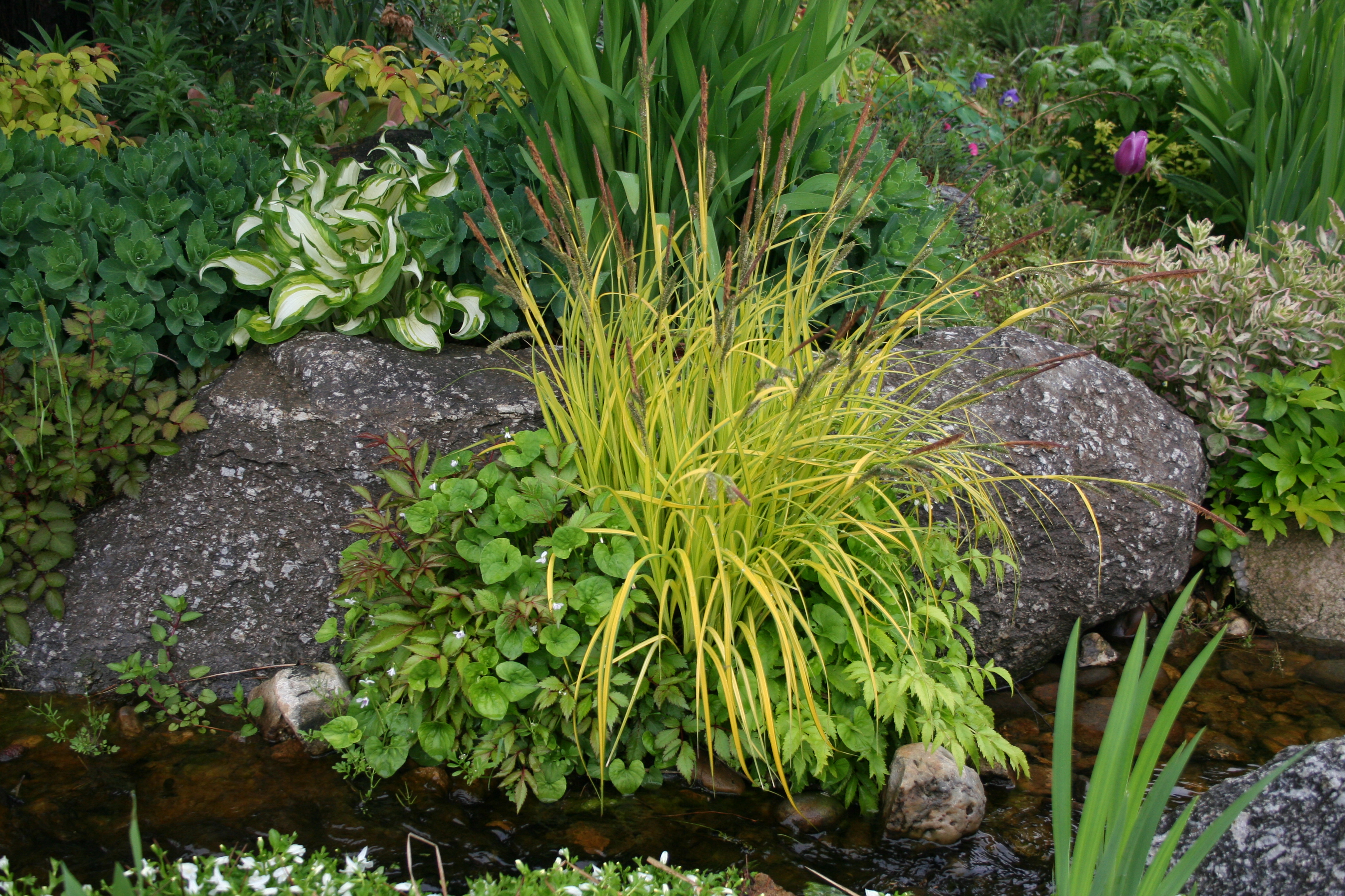 Carex elata 'Aurea'